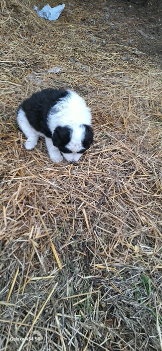 Cățelușa de Bucovina