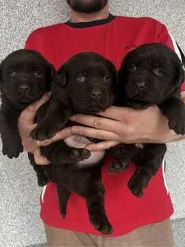 шоколадови лабрадорчета с родословие