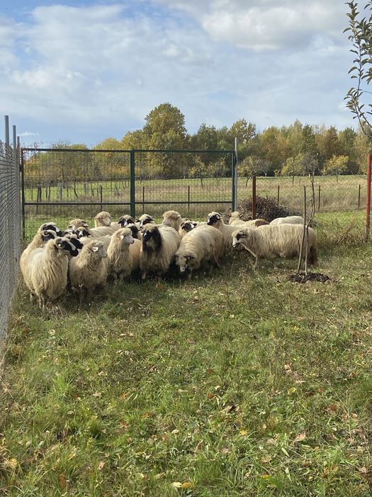 Oi tinere de vanzare