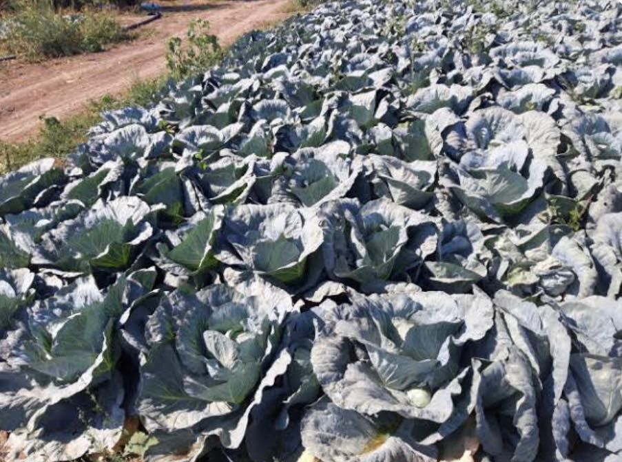 Домашно зеле на най- ниски цени!