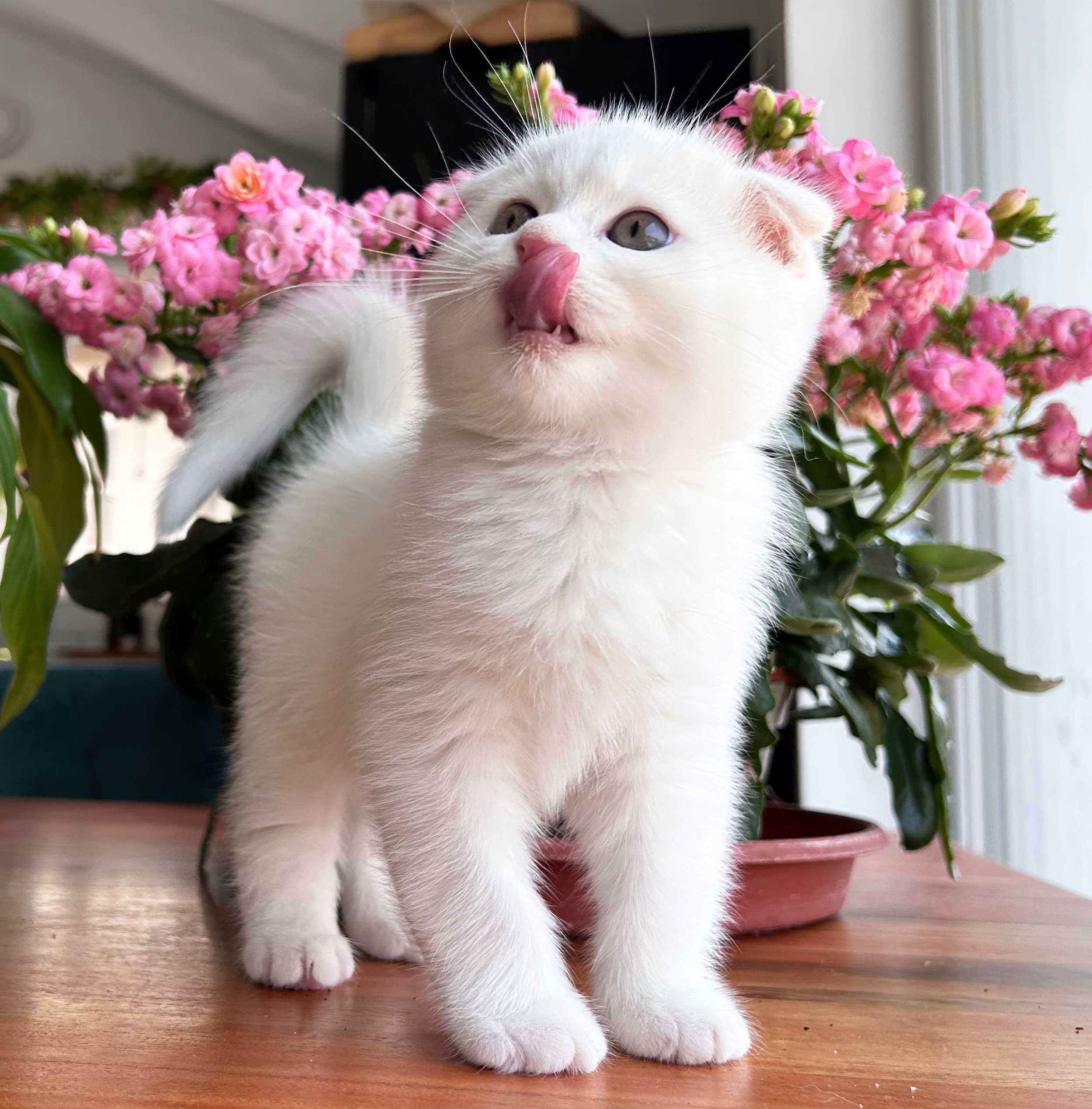 Pisoiaș alb de elită - Scottish Fold. Pedigree. Poze reale