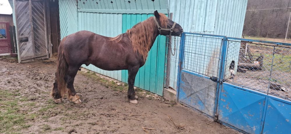 Vând armăsar de 10 ani