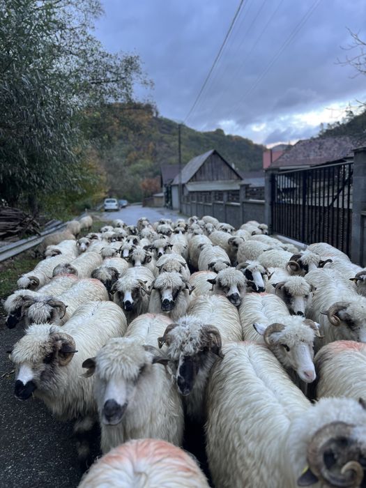 Vând 65 de oi , si 6 berbeci