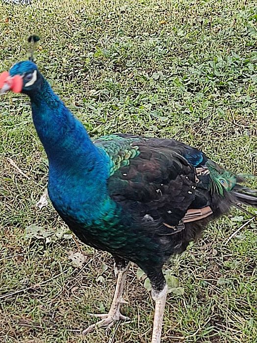 Pauni comun și umeri negri