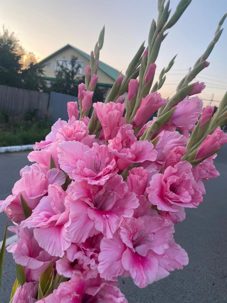 Продам красивые гладиолусы