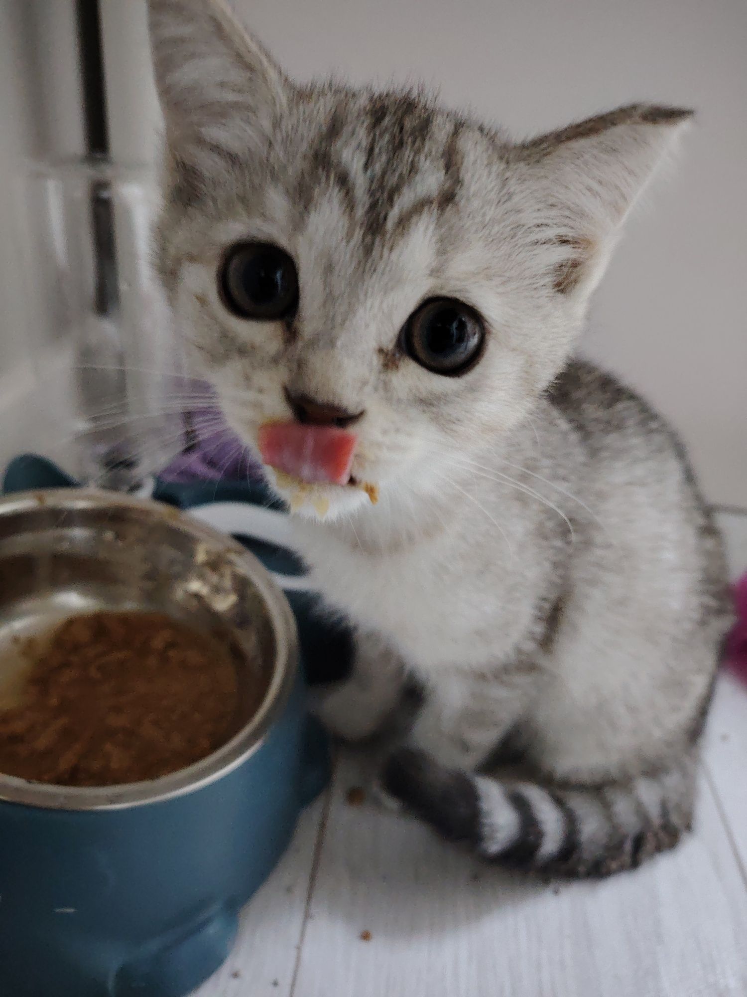 Котёнок продается