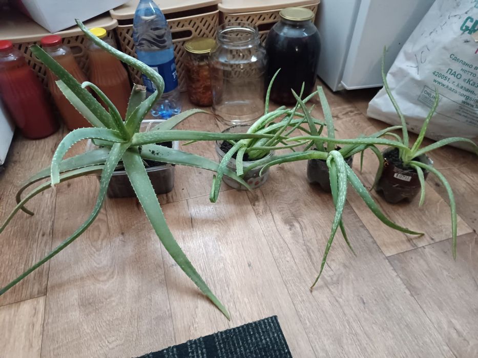 Отдам даром отростки алое