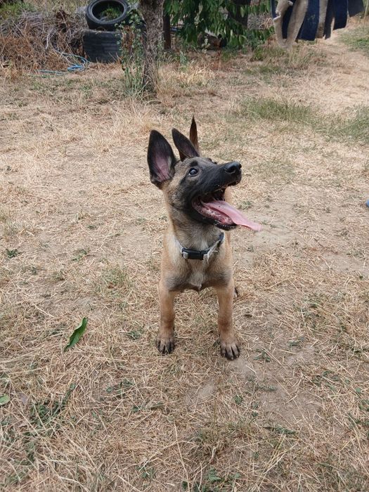 Ciobănesc Belgian Malinois
