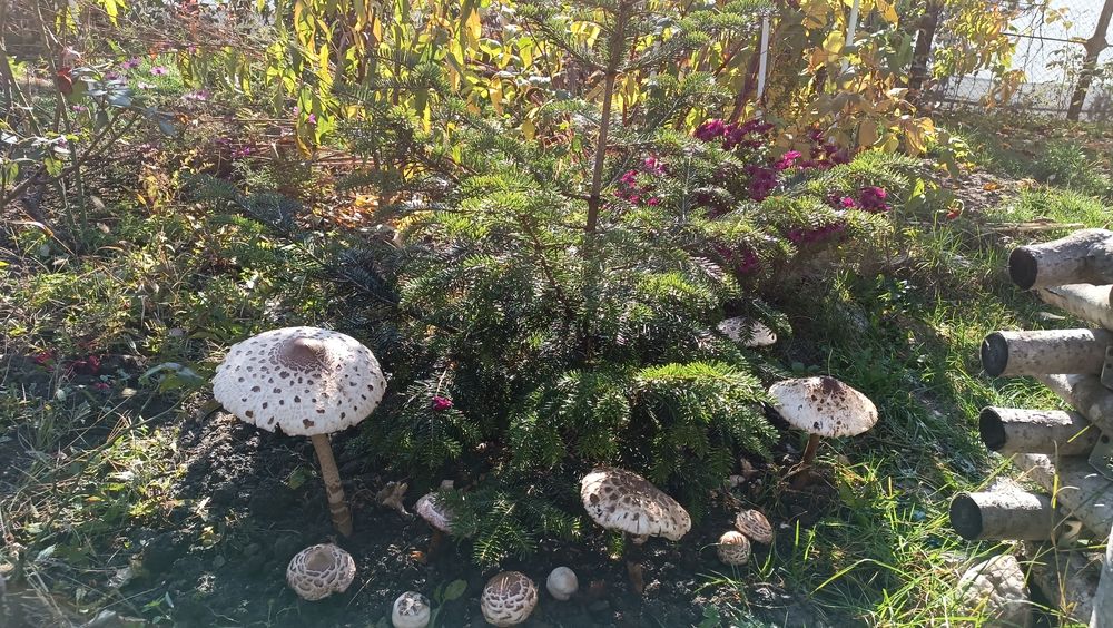 Vand Braduti naturali