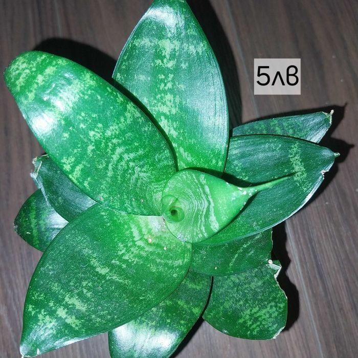 Стайни цветя в продажба