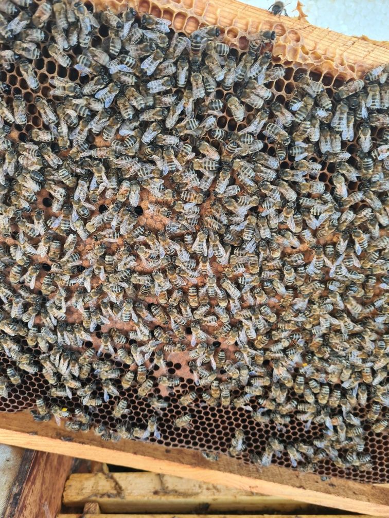 Пчелапакеты порода карника