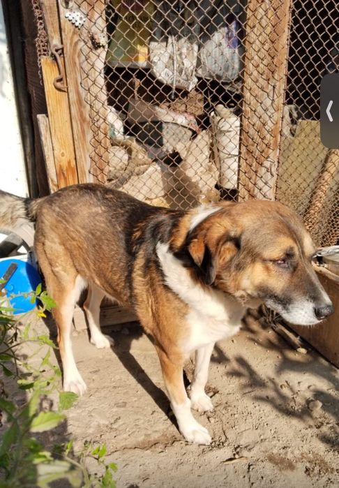 Песик в добрые руки