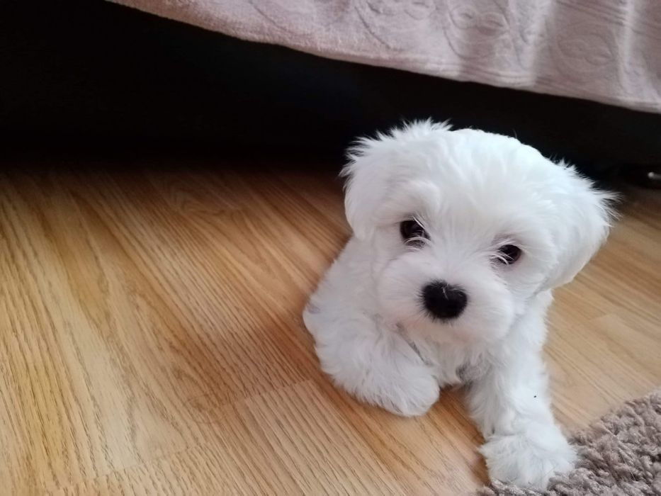 Donez pui bichon maltez