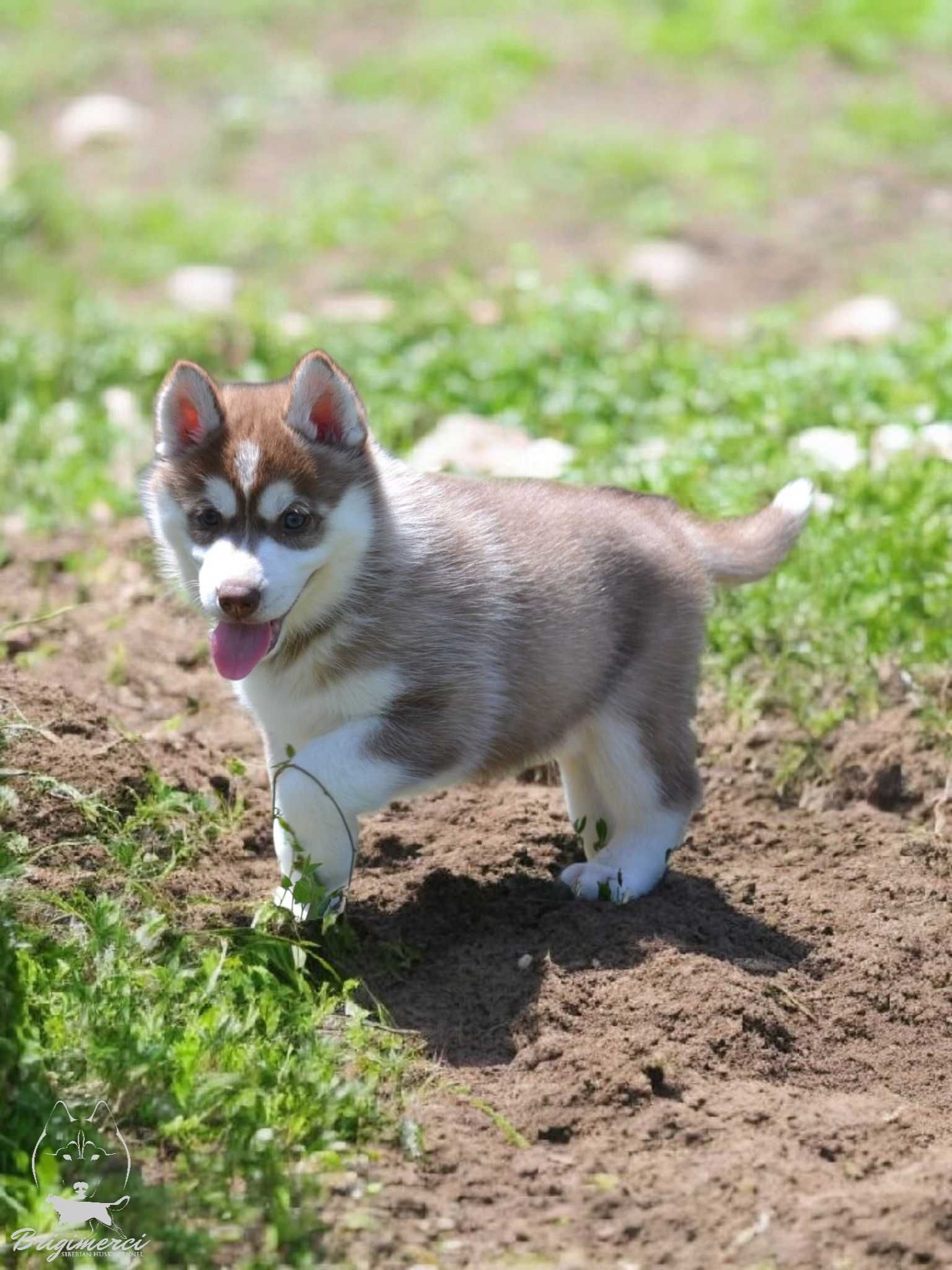 Husky Siberian cu pedigree