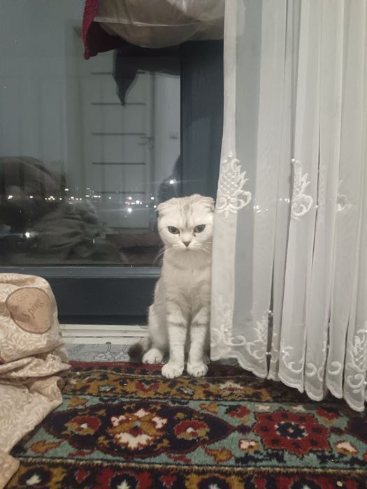 Продаются кошка и котята породистые