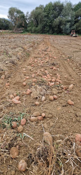 Vând Cartofi consum