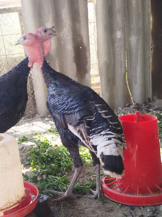 8 ойли эркак куркала сотилади