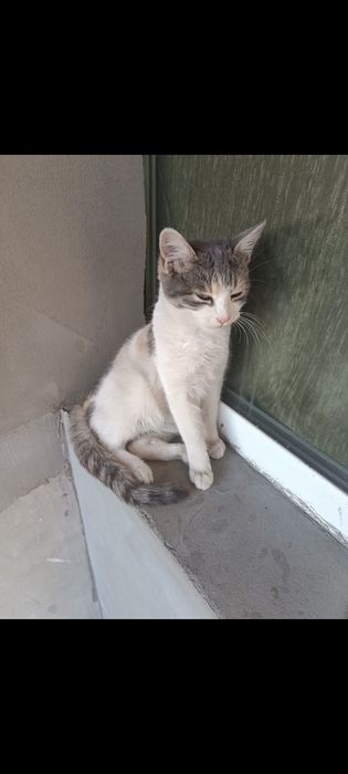Ofer spre adopție pisică adulta