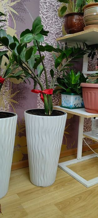 Продается денежное дерево