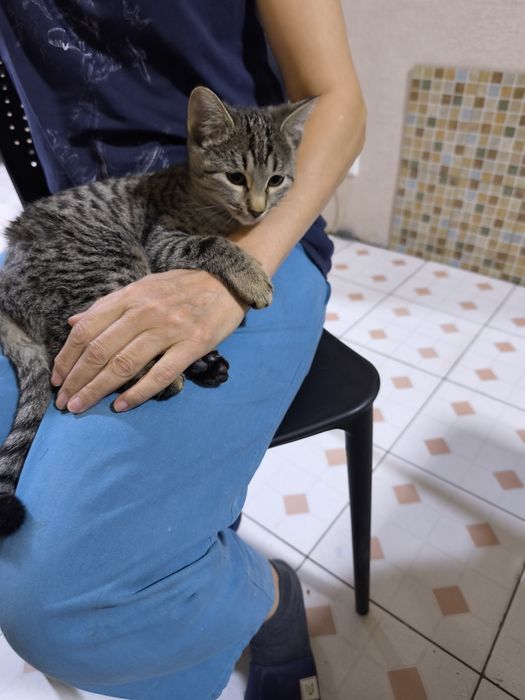Маленькая кошечка ищет дом