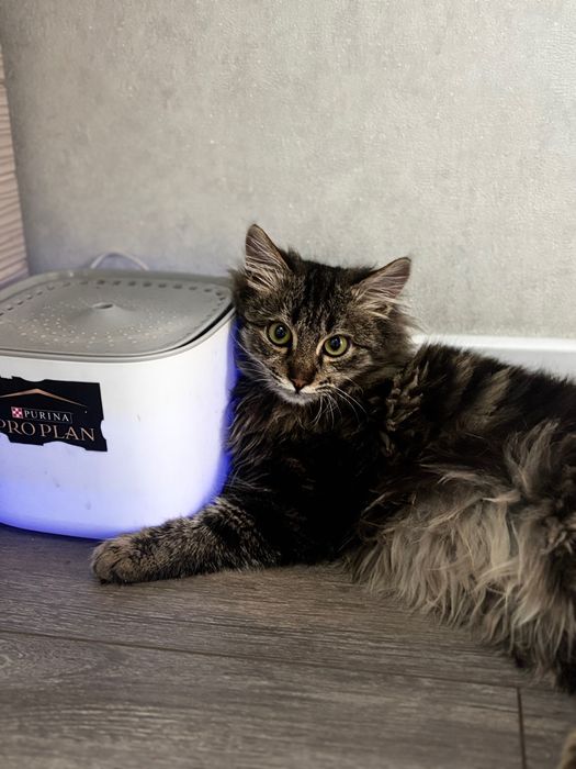 Отдам котенка 4-5 месяцев, Сибирская