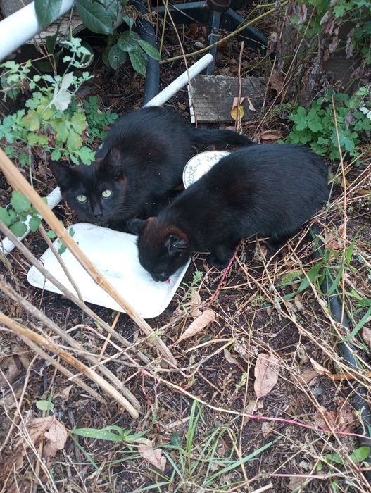 Котята ищут дом!