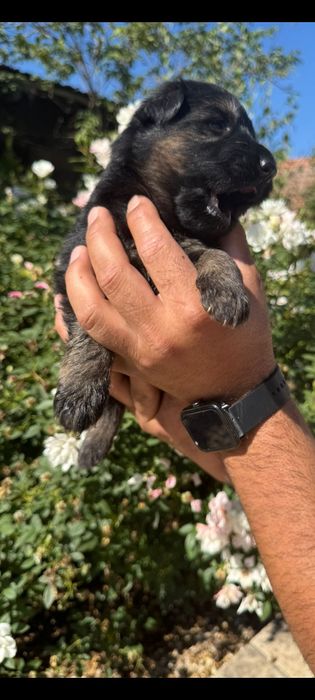 Ciobanesc german păr lung