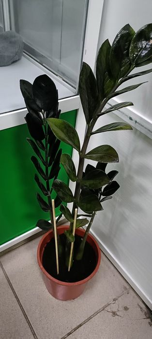 Черный доллар:5000 тенге