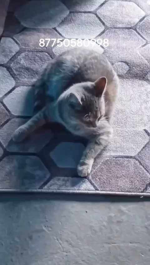 Молодой кошечке нужен дом!