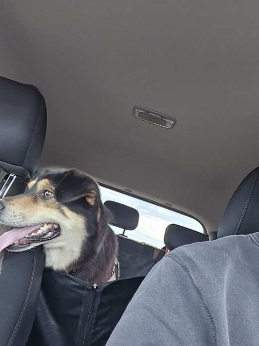 Piciu isi cauta Familia!