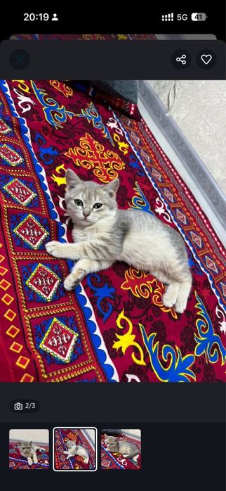 Отдам котенка в добрые руки