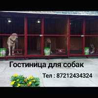 Гостиница, передержка для ВЗРОСЛЫХ собак., 7.000 тн в сутки