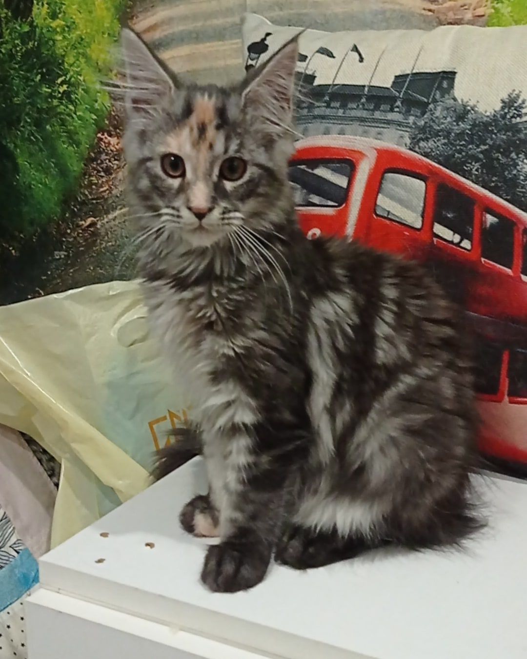 Чистокровные котята Мейн Кун.