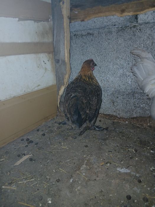 Disponibil cocoș mătase japoneza si pereche de gaini pitice