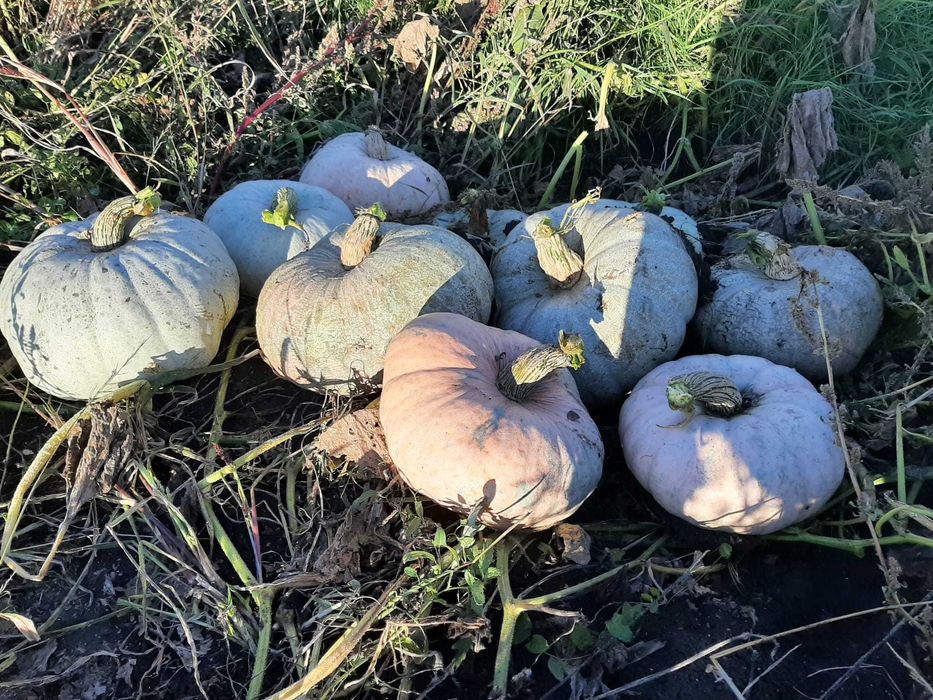 dovleac de copt samson/ de casa