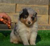 Sheltie - Shetland Sheep Dog - pui