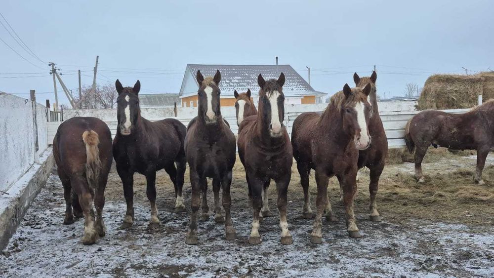 Продам тяжеловозов