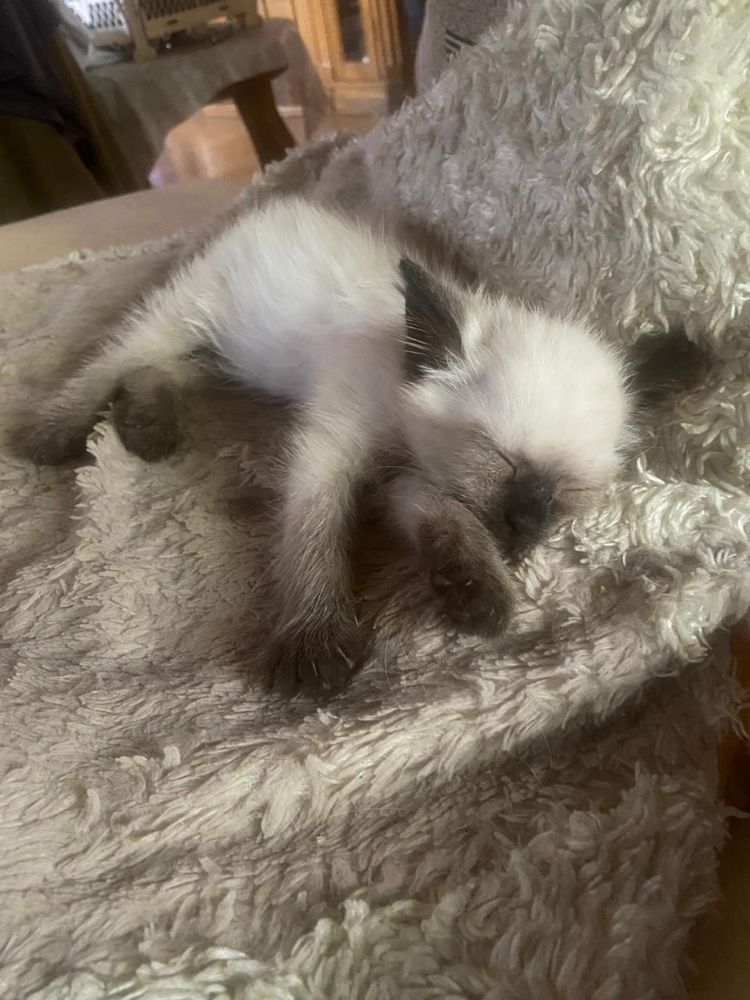 Котята в любящий дом