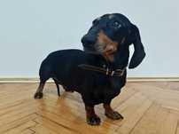 Femelă Dachshund pentru adoptie