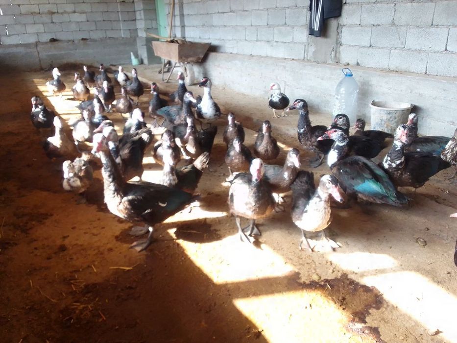 Tovuq va induk utka   товук, индук утка