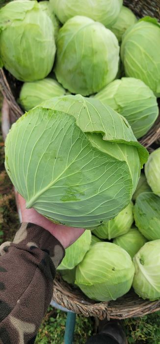 Varză de toamnă de vânzare