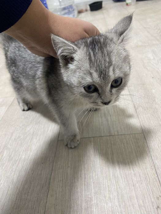 Mushuk zotdor arzon sotiladi britansky silver