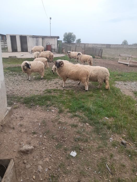 Vand berbec stramior