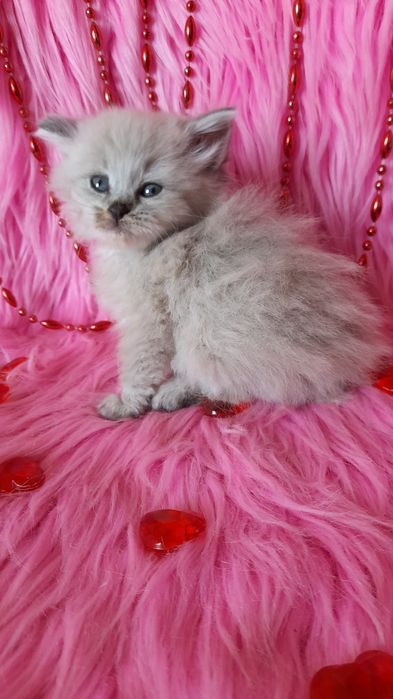 Шотландский скоттиш страйт мальчик