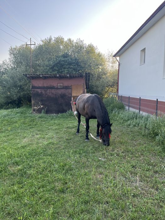 Iapă neagră,………..
