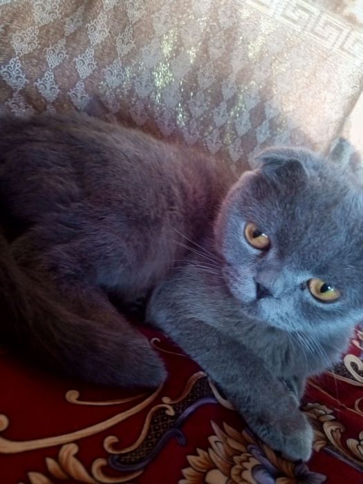 Mushuk sotiladi qiz bola