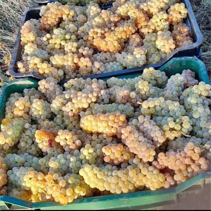 Struguri de vin