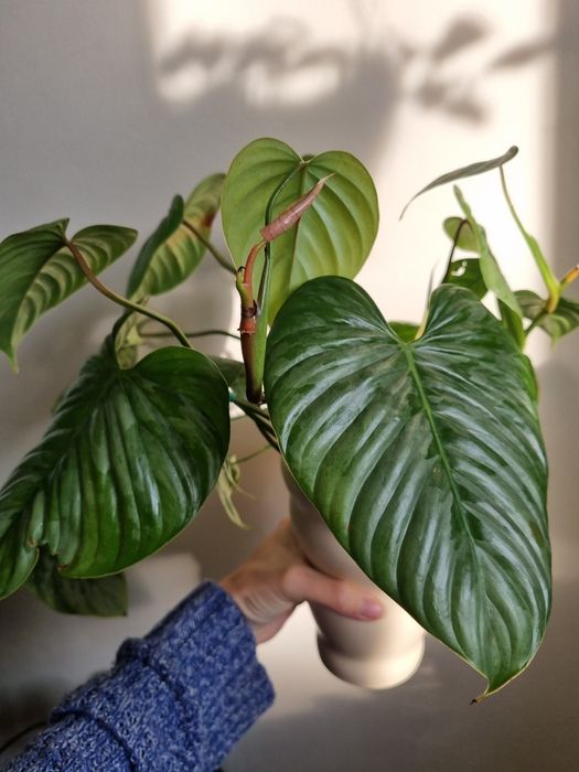 Philodendron butasi