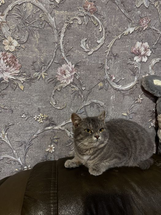 Отдам котят в заботливые руки