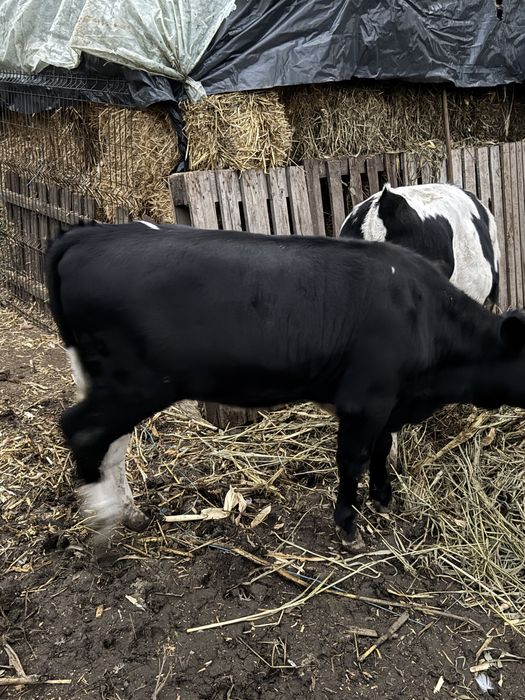 2 Vițele cu varste de 5,6 luni